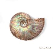 Ammonite iridescente (fossile)
