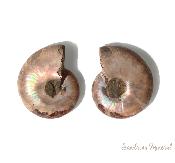 Ammonite paire (fossile coupé)