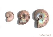 Ammonite iridescente (fossile)