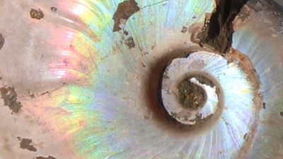 Ammonite (fossile)